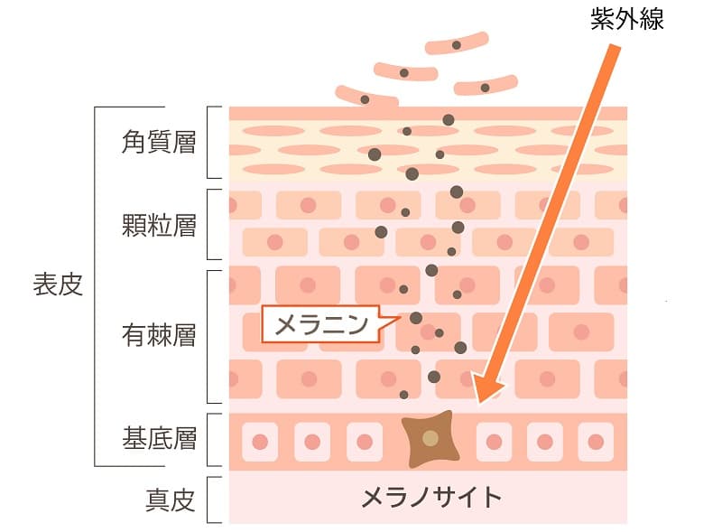 メラニン生成