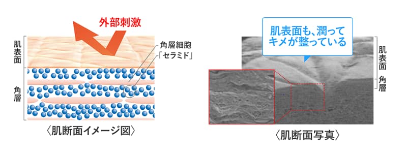 セラミド効果イメージ
