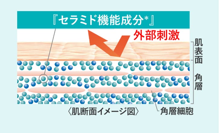疑似セラミドイメージ