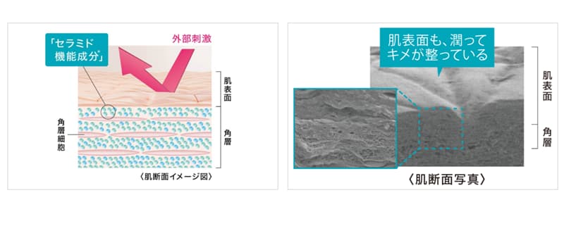 セラミド機能成分